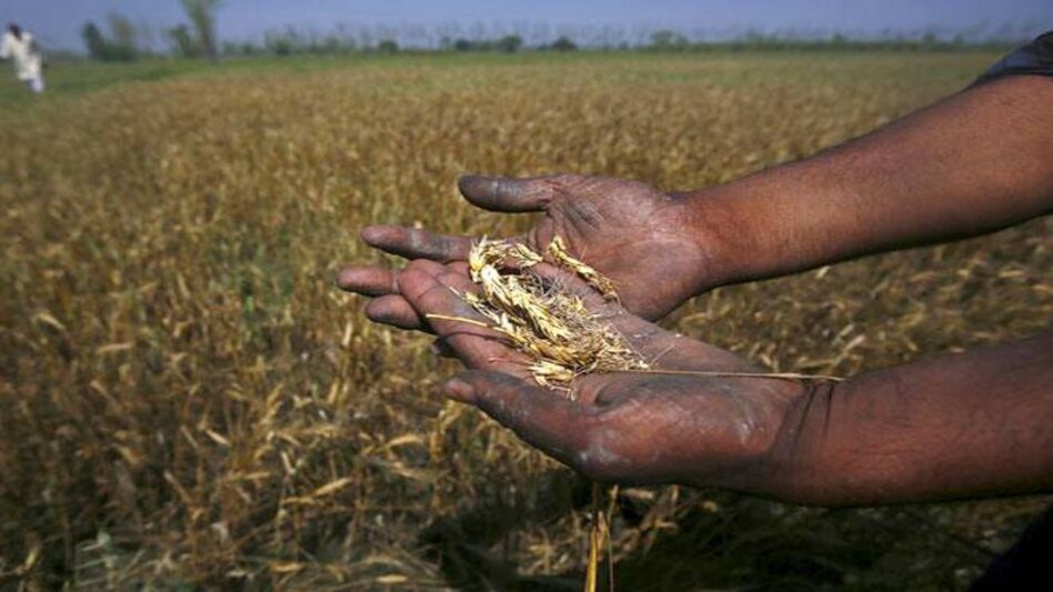 The Agriculture Ministry has proposed an average premium of upto 2.5 per cent for foodgrain and oilseeds crops and 5 per cent for horticulture crops. (Photo: Reuters) The Agriculture Ministry has proposed an average premium of upto 2.5 per cent for foodgrain and oilseeds crops and 5 per cent for horticulture crops. (Photo: Reuters)