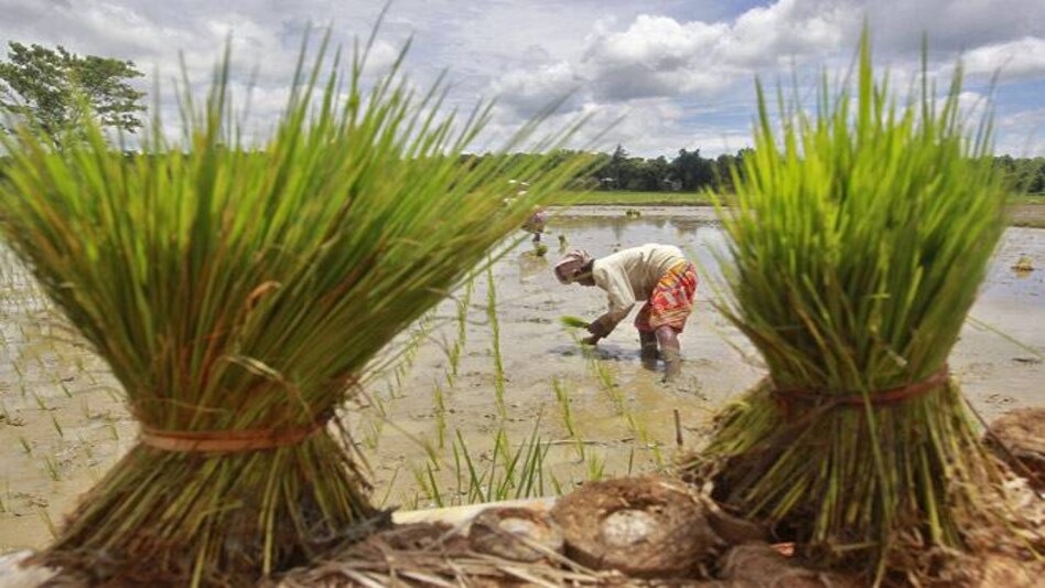 Reuters reported last month that India will launch a new farm crop insurance scheme in 2016 and use drones and other technologies to assess crop damage. Reuters reported last month that India will launch a new farm crop insurance scheme in 2016 and use drones and other technologies to assess crop damage.