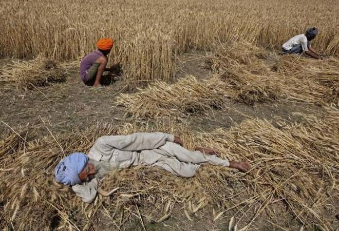 Untimely rains hit winter-sown crops, delay harvest