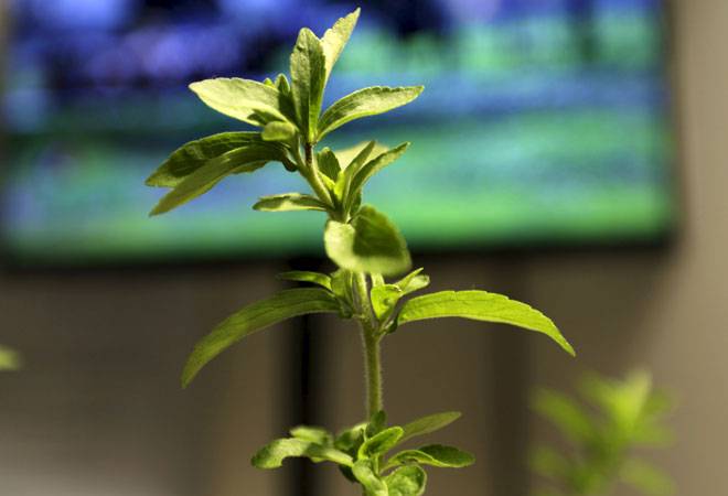 US-based PureCircle first major player to enter India after nod on stevia use