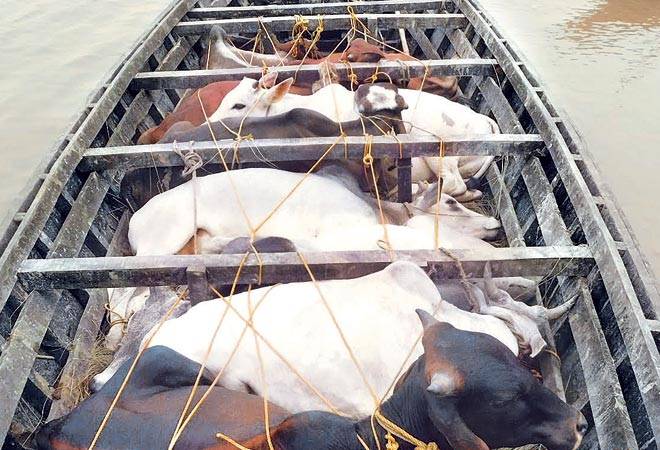 How our cows land in Bangladesh butcher bazaar