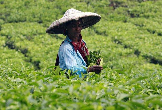 Ready to suspend trade with Pak if asked: Tea association