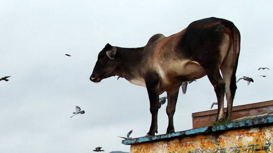 Now cows to get unique AADHAR-like identification code Now cows to get unique AADHAR-like identification code