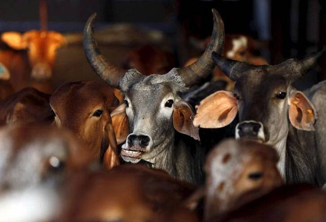 Now, life imprisonment for those found guilty of cow slaughter in Gujarat
