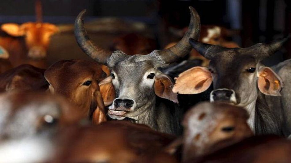 Now, life imprisonment for those found guilty of cow slaughter in Gujarat Now, life imprisonment for those found guilty of cow slaughter in Gujarat