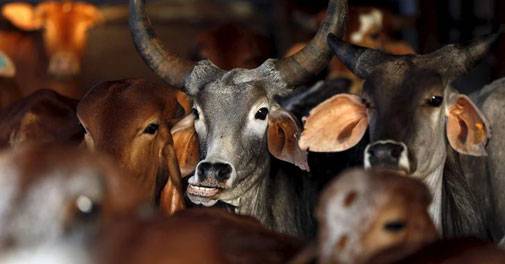 Pakistani satire on beef frenzy: 'Quota for two cows in Indian cricket team'