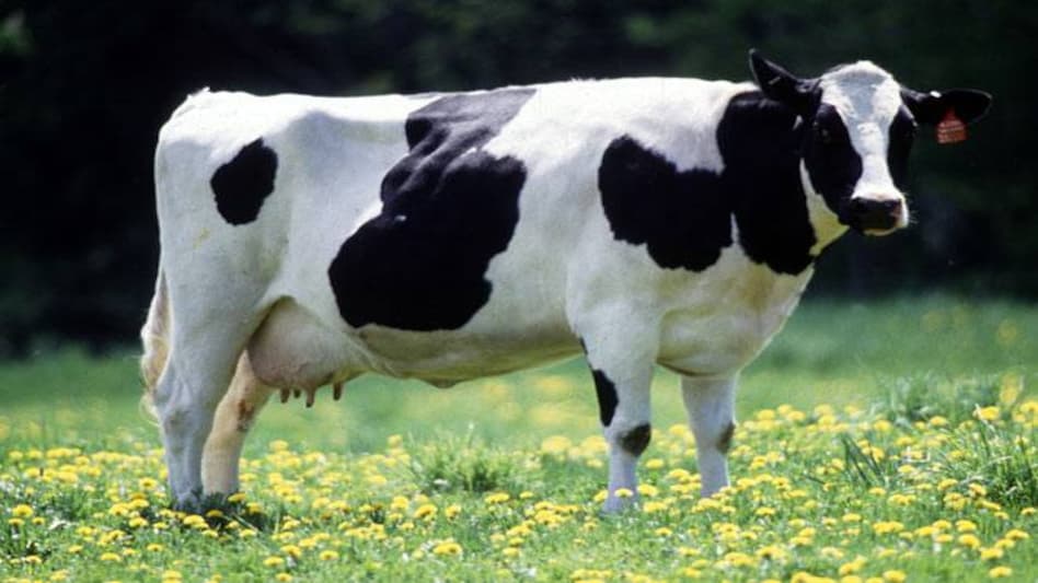 Aadhaar for Indian cows: Here's why cattle in Europe get 'passport' Aadhaar for Indian cows: Here's why cattle in Europe get 'passport'