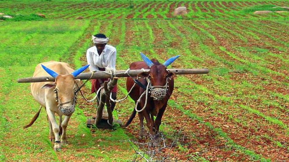 States need to distinguish between rich and poor farmers: CEA States need to distinguish between rich and poor farmers: CEA