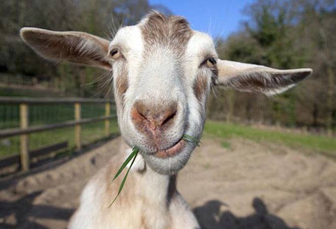 Parents can give goats as school fees instead of money in this country