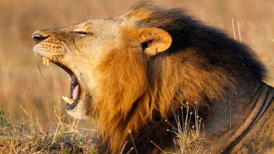 Delhi zoo to get new members; will acquire giraffes, African lions and kangaroos Delhi zoo to get new members; will acquire giraffes, African lions and kangaroos