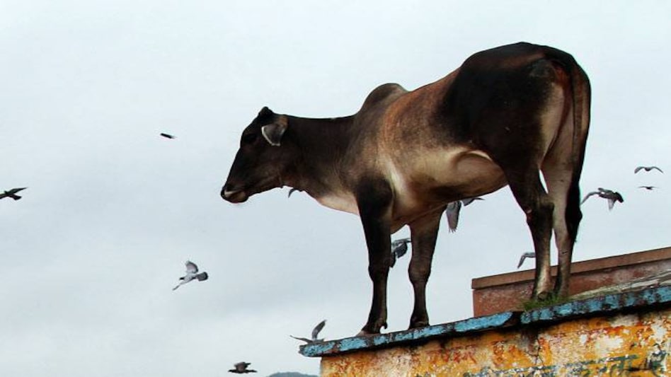 'Aadhar cards for cows': Indian government wants to protect each cow and its progeny 'Aadhar cards for cows': Indian government wants to protect each cow and its progeny