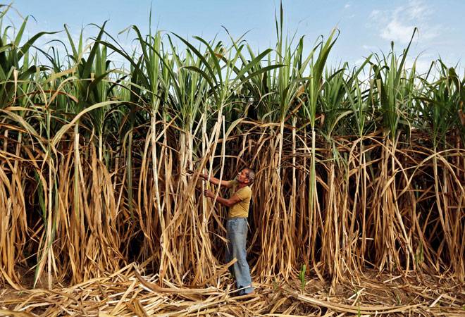 Sugarcane may be used to power future cars