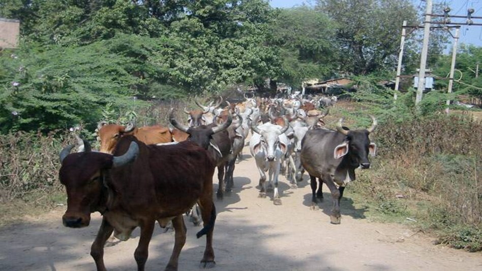 Madras High Court suspends ban on cattle slaughter: What's the impact of centre's decision on jobs, leather industry? Madras High Court suspends ban on cattle slaughter: What's the impact of centre's decision on jobs, leather industry?