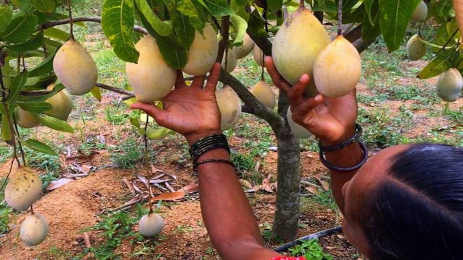 Modern day mango plantations: Short and sweet Modern day mango plantations: Short and sweet