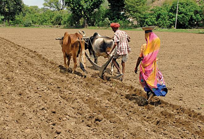 The share of agricultural output in total output has been steadily falling. Photo: Purushottam Diwakar The share of agricultural output in total output has been steadily falling. Photo: Purushottam Diwakar