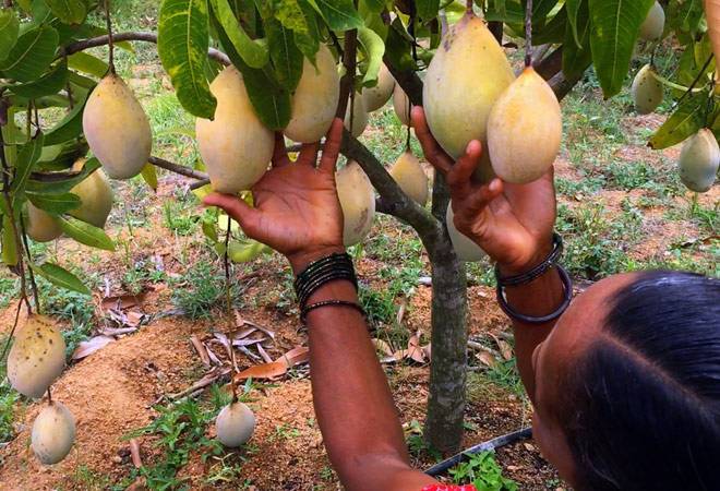 Less mango export from UP this year as prices soar higher than usual