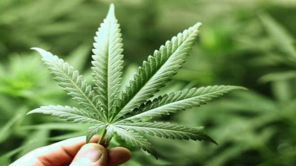 Maneka Gandhi suggests legalising marijuana for medical use Maneka Gandhi suggests legalising marijuana for medical use