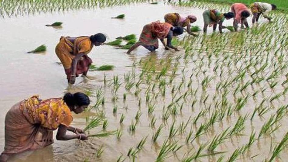 Foodgrain production set to rise as normal monsoon brings hope to farmers Foodgrain production set to rise as normal monsoon brings hope to farmers