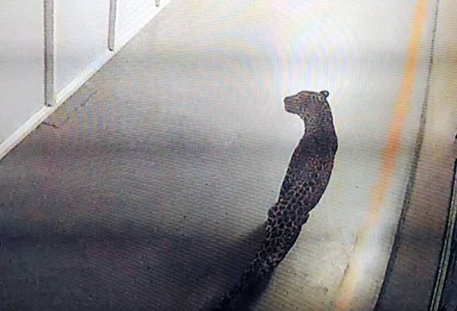 Leopard enters Maruti Suzuki's Manesar plant, work halted as rescue operation continues