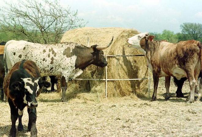 Godrej Agrovet shares surge 37% on market debut