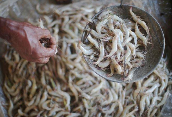 India's shrimp export to China is going to go up