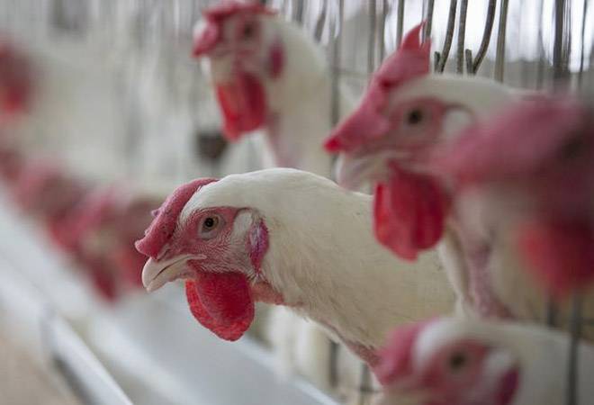 Chickens in India are dosed with antibiotics meant for critically ill patients, says study