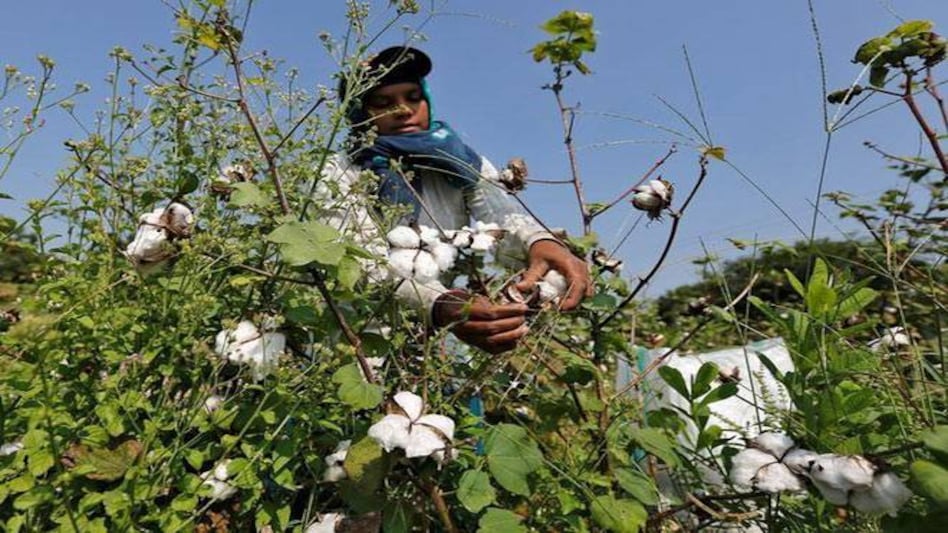 Bt Cotton seed prices cut to Rs 740 per packet Bt Cotton seed prices cut to Rs 740 per packet