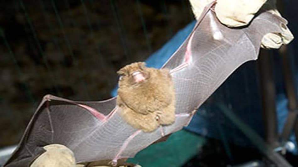 Photo credit: WHO Photo credit: WHO