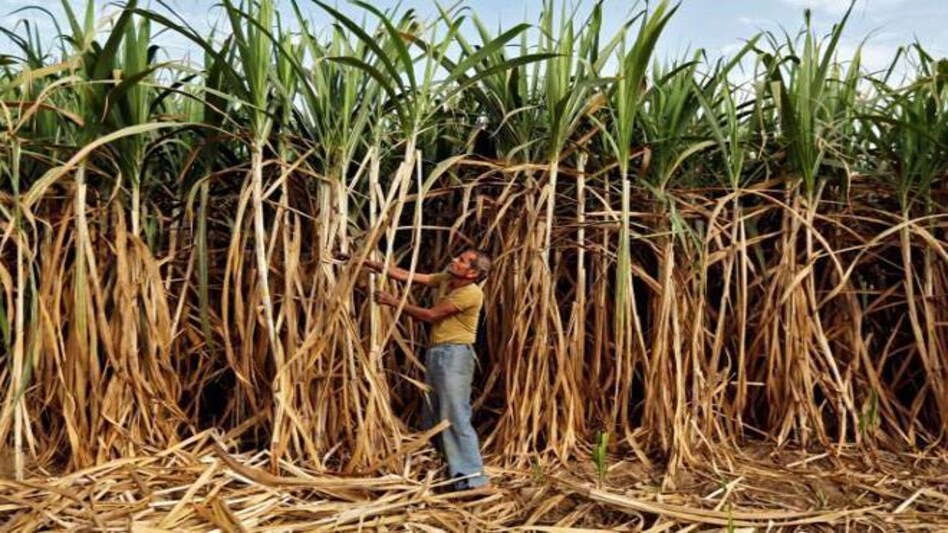 India Ratings, CRISIL see Centre's sugar bailout package to have limited impact India Ratings, CRISIL see Centre's sugar bailout package to have limited impact