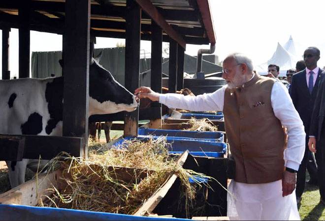 PM Modi gifts 200 cows to villagers in Rwanda; visits Kigali genocide memorial