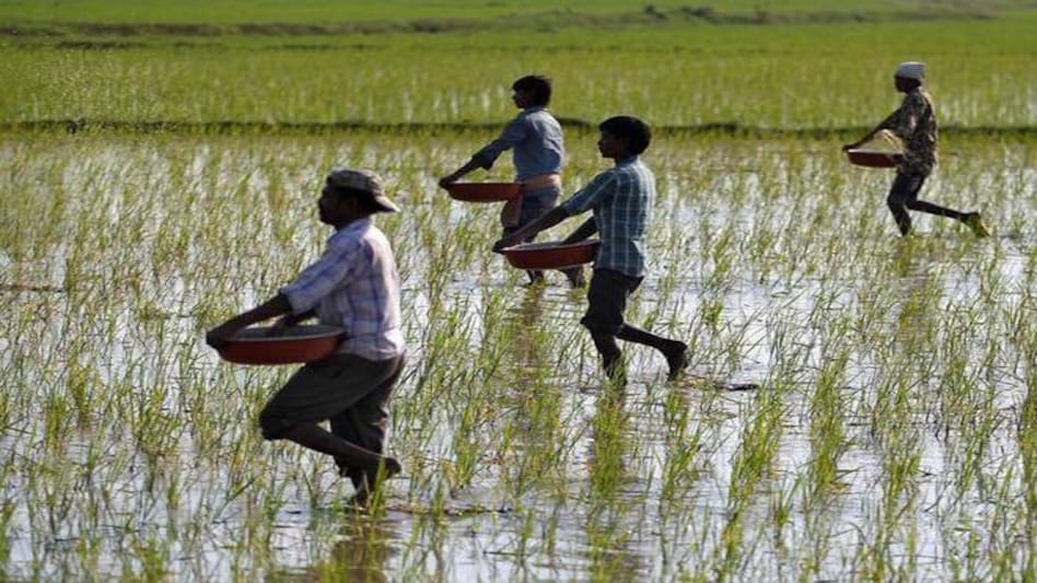 Govt hikes paddy MSP by Rs 200 per quintal Govt hikes paddy MSP by Rs 200 per quintal