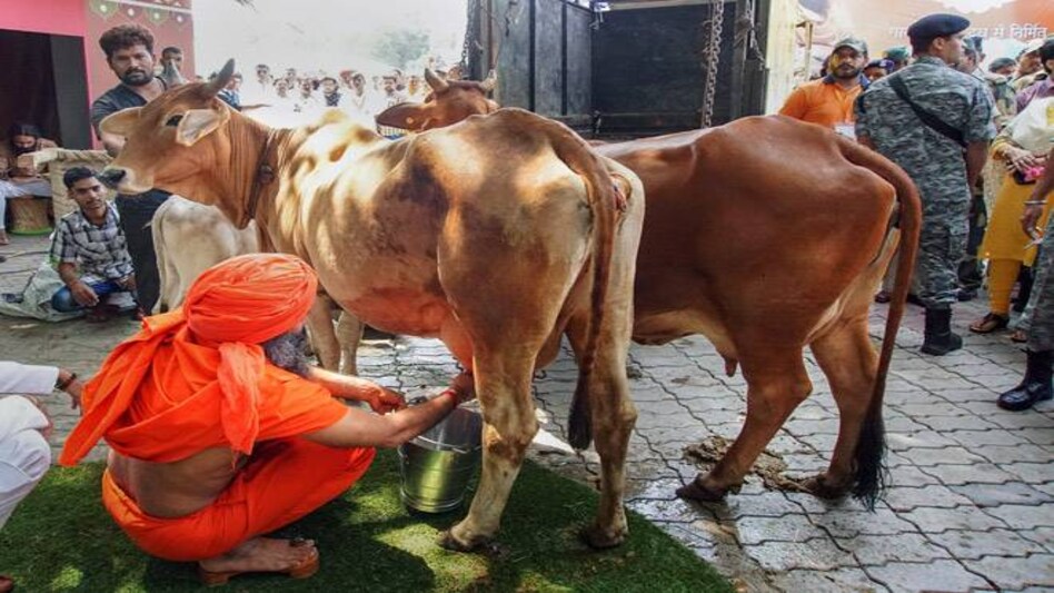 Patanjali's Baba Ramdev milks a cow at the launch of company's dairy business. Image: PTI Patanjali's Baba Ramdev milks a cow at the launch of company's dairy business. Image: PTI