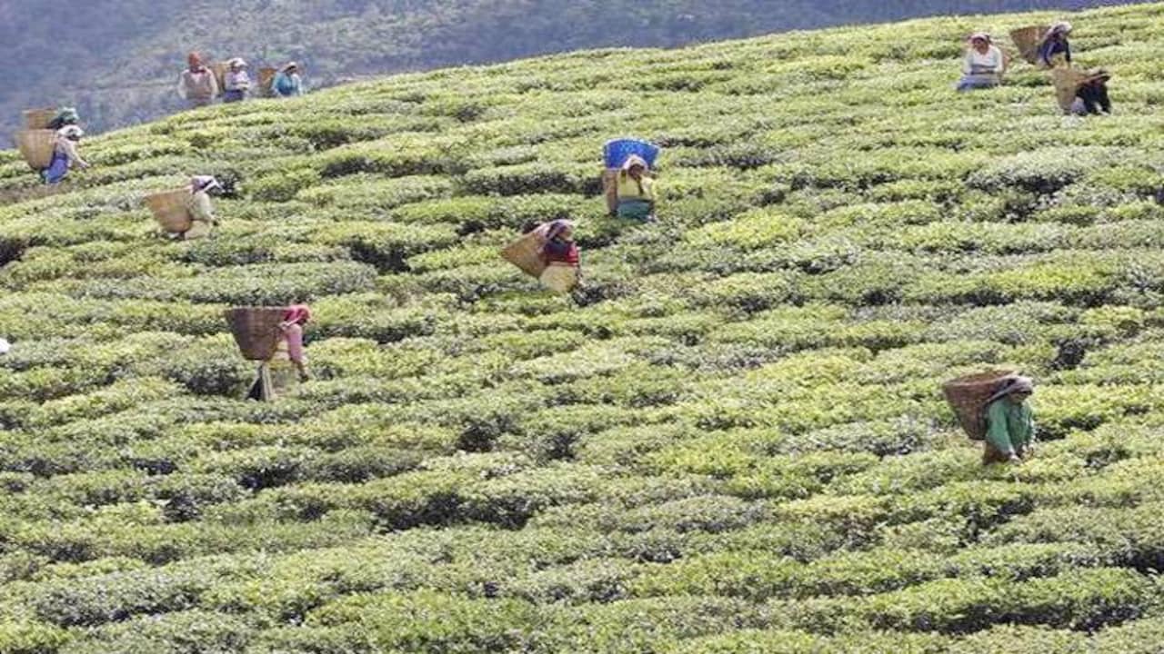 Sikkim receives UN award for becoming world's first 100% organic state - Sikkim receives UN award for becoming world's first 100% organic state BusinessToday