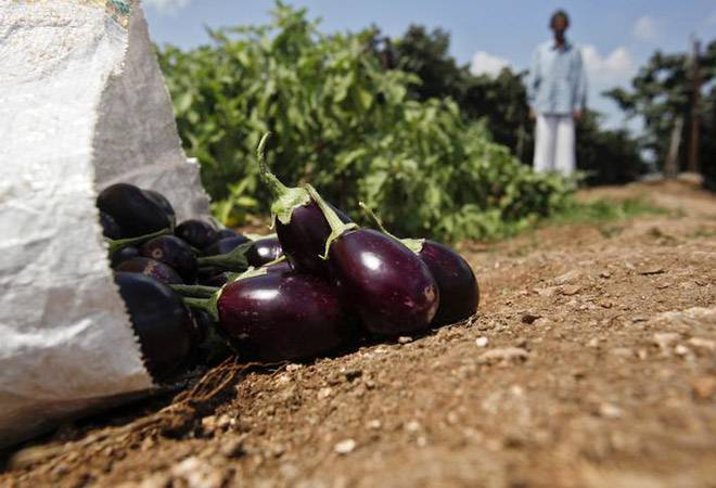 Farmer destroys brinjal plantation in despair after receiving 20 paisa per kg for produce