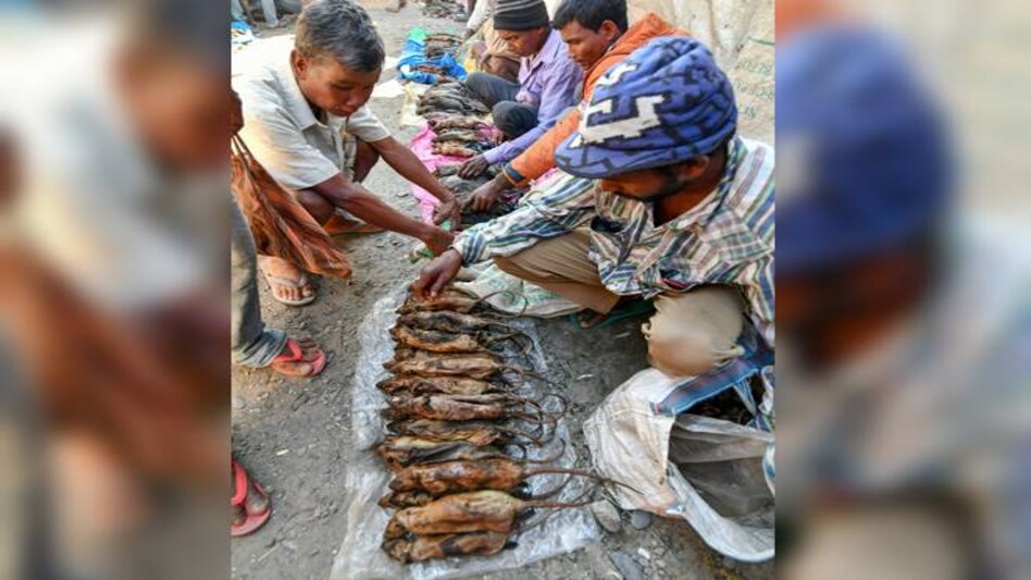 Buyers pick their cooked rats at a market in the Kumarikata village, Assam. Photo credit: PTI Buyers pick their cooked rats at a market in the Kumarikata village, Assam. Photo credit: PTI