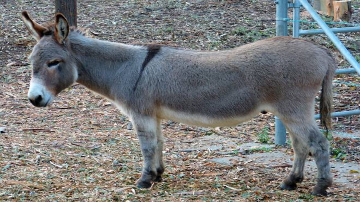 Pakistan to earn millions by exporting donkeys to China ...