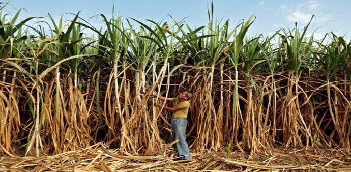 India's top three sugar producing states -- Uttar Pradesh, Maharashtra and Karnataka. India's top three sugar producing states -- Uttar Pradesh, Maharashtra and Karnataka.