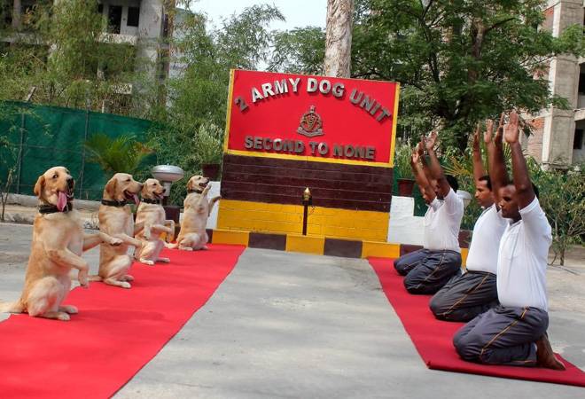 International Yoga Day 2019: Interesting visuals and videos of dogs practicing yoga with soldiers. International Yoga Day 2019: Interesting visuals and videos of dogs practicing yoga with soldiers.