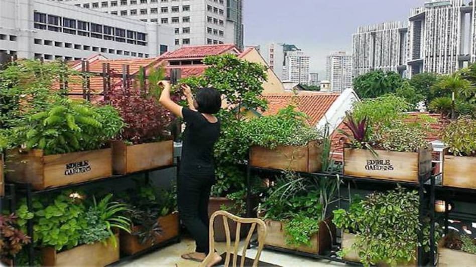 Installing rooftop farms or green roofs in residential and commercial buildings is one of the options that can reduce the negative impact of development as it has numerous environmental, economic, and social benefits. Installing rooftop farms or green roofs in residential and commercial buildings is one of the options that can reduce the negative impact of development as it has numerous environmental, economic, and social benefits.