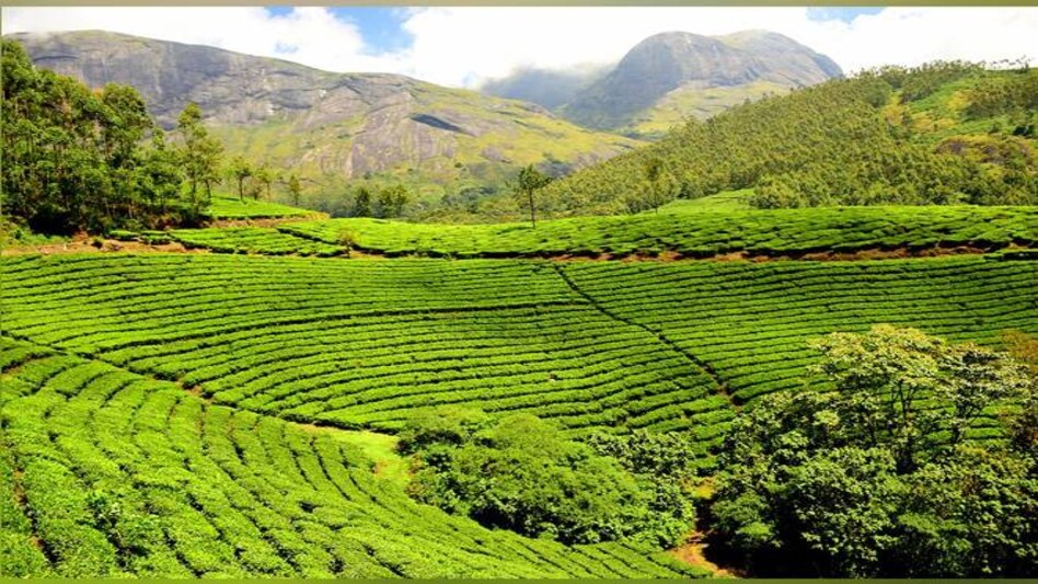 On Tuesday, Manohari Gold, another specialty orthodox tea variety from Manohari Tea Estate, was sold at Rs 50,000 a kg under the public auction system. On Tuesday, Manohari Gold, another specialty orthodox tea variety from Manohari Tea Estate, was sold at Rs 50,000 a kg under the public auction system.