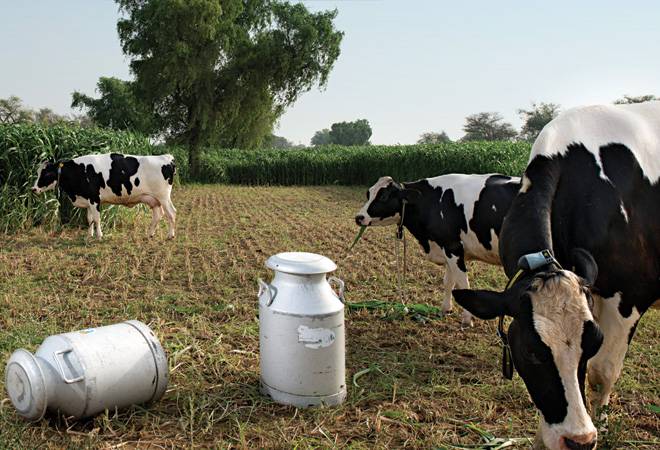 Photograph by Reuben Singh Photograph by Reuben Singh