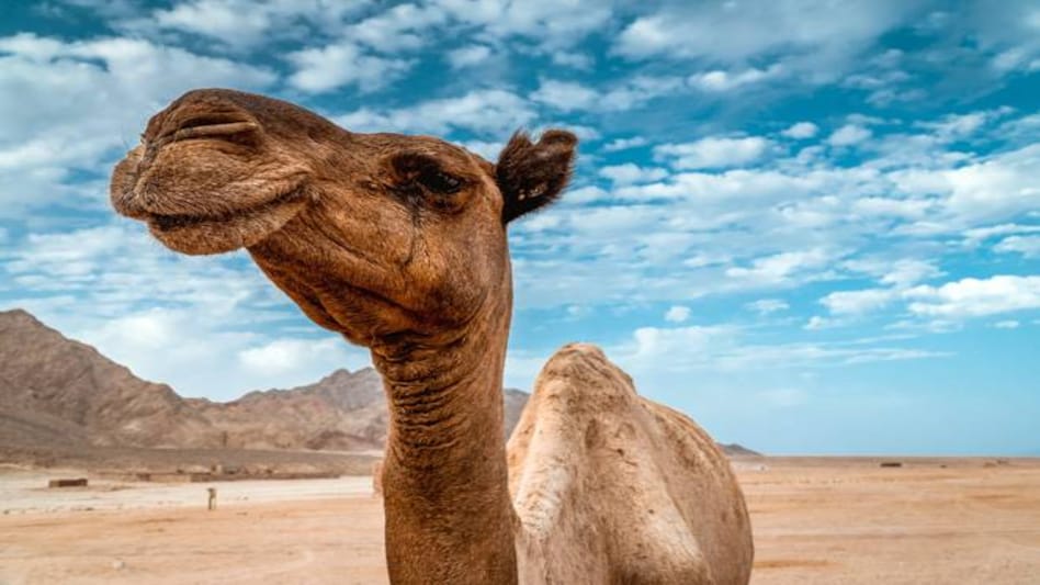 Camel milk has many takers, but inconsistent supply is a roadblock Camel milk has many takers, but inconsistent supply is a roadblock