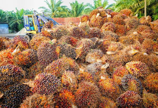 India imposes 5% safeguard duty on Malaysian refined palm oil India imposes 5% safeguard duty on Malaysian refined palm oil