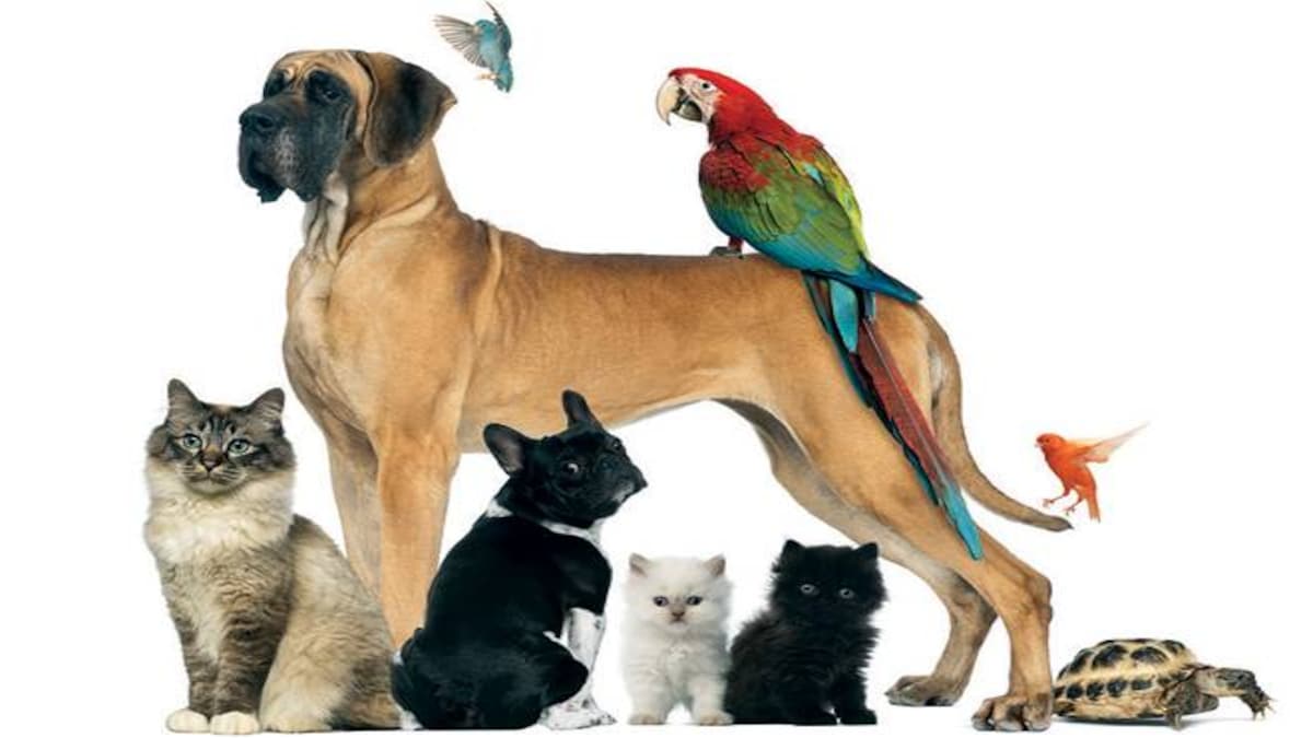 The Pet Bet - BusinessToday - Issue Date: Sep 22, 2019
