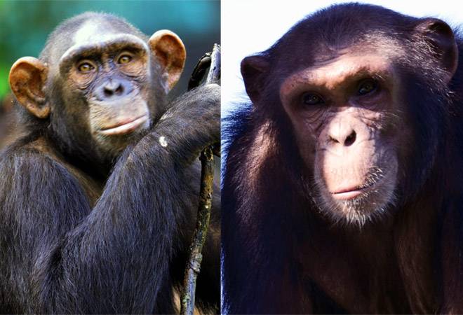 ED attaches chimpanzees, marmosets in money laundering case