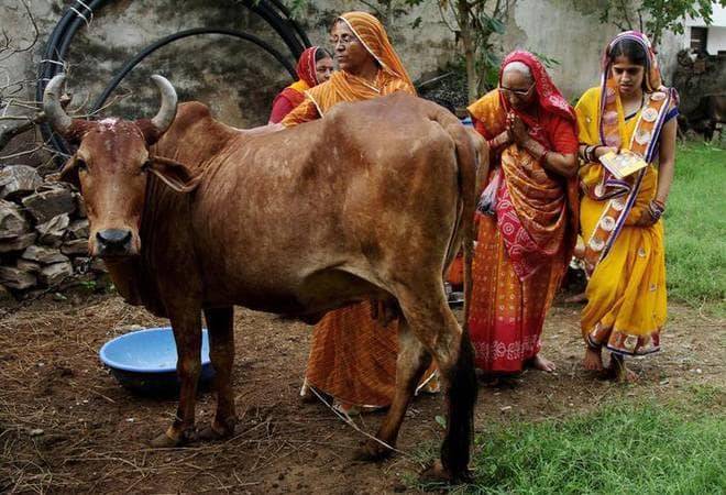 Yogi's UP govt to pay up to Rs 3,720 per month for adopting a cow