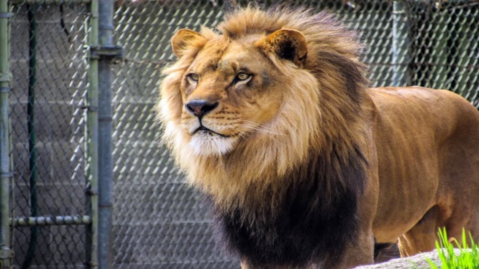 The lion was tranquillised and the man was brought out of the enclosure unhurt. Representational image The lion was tranquillised and the man was brought out of the enclosure unhurt. Representational image