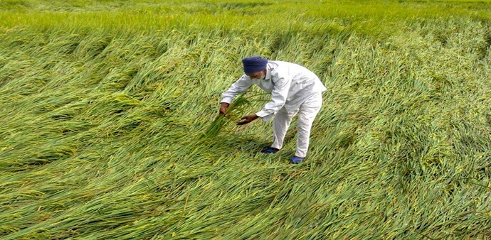 A farmer inspects his paddy crop flattened after rainfall A farmer inspects his paddy crop flattened after rainfall