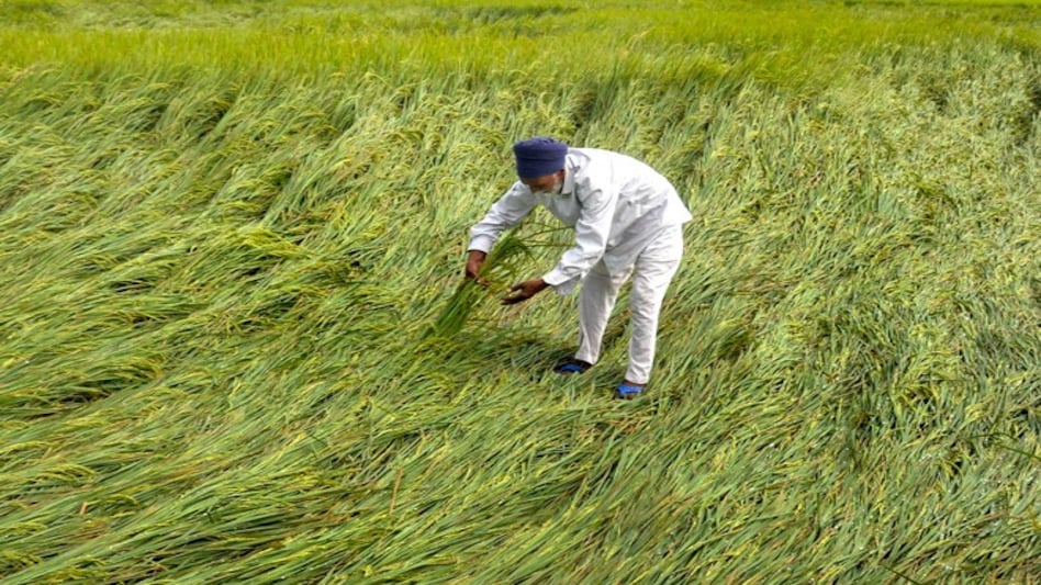 A farmer inspects his paddy crop flattened after rainfall A farmer inspects his paddy crop flattened after rainfall