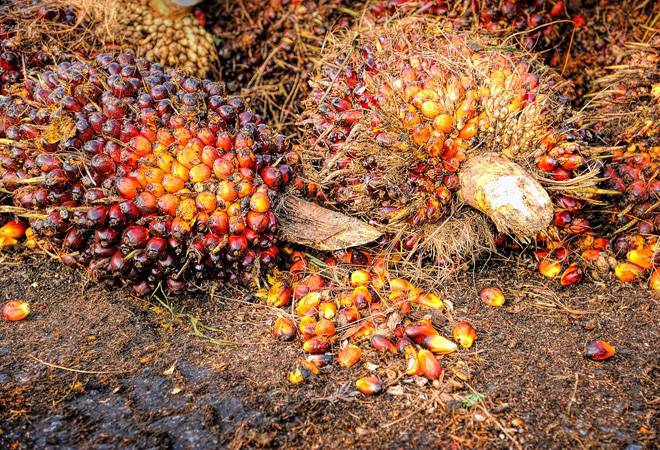 Malaysia is world's second largest producer and exporter of palm oil after Indonesia. Malaysia is world's second largest producer and exporter of palm oil after Indonesia.